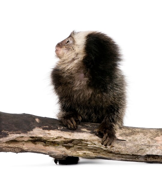 Photo young white-headed marmoset on piece of wood, callithrix geoffroyi isolated