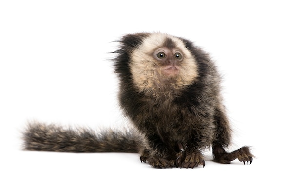 Young White-headed Marmoset on piece of wood, Callithrix geoffroyi isolated