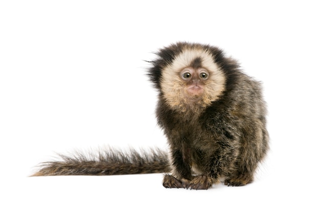 Photo young white-headed marmoset on piece of wood, callithrix geoffroyi isolated