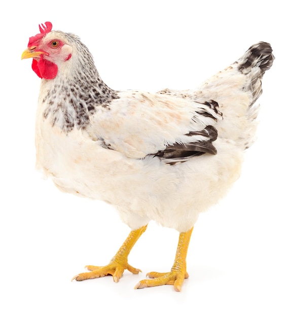 Young white hen isolated on white background