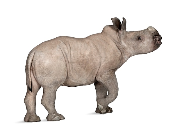 Photo young white rhinoceros or square-lipped rhinoceros - ceratotherium simum on a white isolated