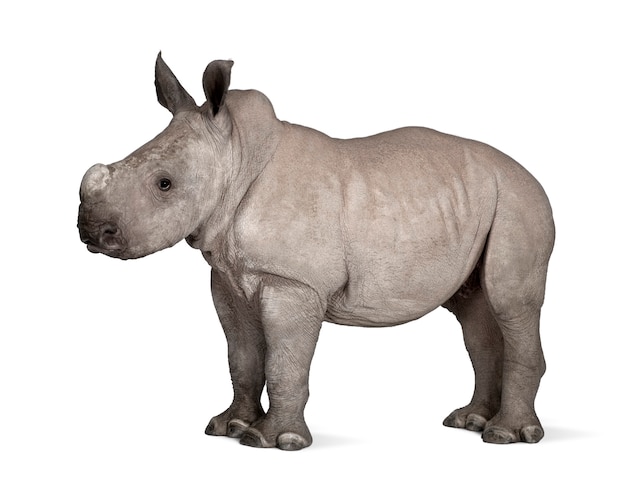 Photo young white rhinoceros or square-lipped rhinoceros - ceratotherium simum on a white isolated