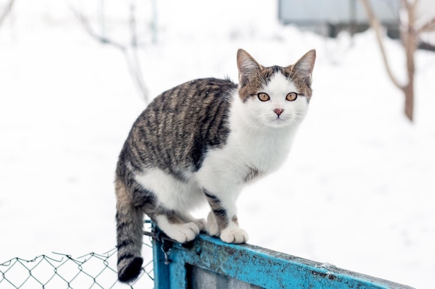 A young white spotted cat sits on a fence in winter
