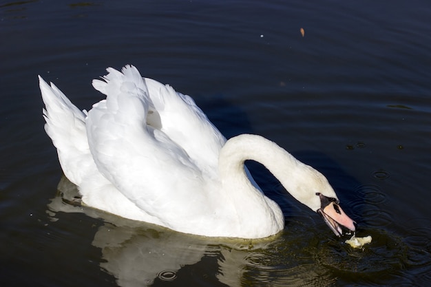 Молодой белый лебедь плывет по озеру за кусочками хлеба.