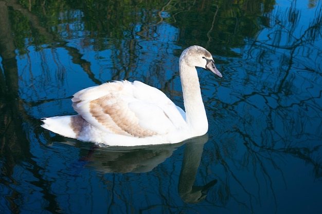 Молодой белый лебедь с коричневыми перьями плывет по голубому озеру, отражение в воде, крупный план. Детеныш лебедя