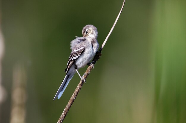 Photo young white wagtail on bullrush