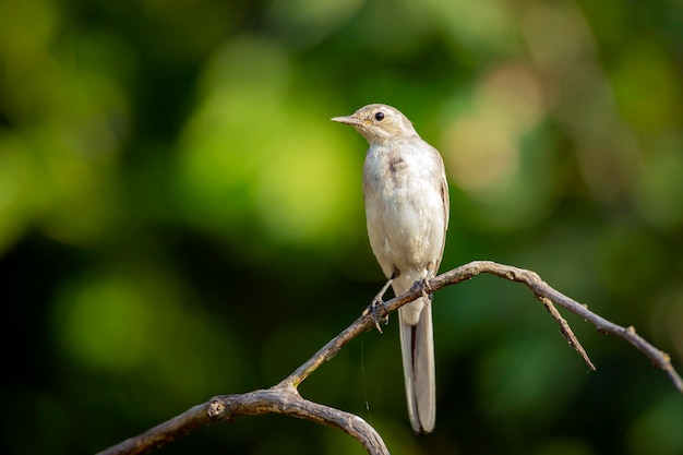 A young White Wagtail sitting on a branch.