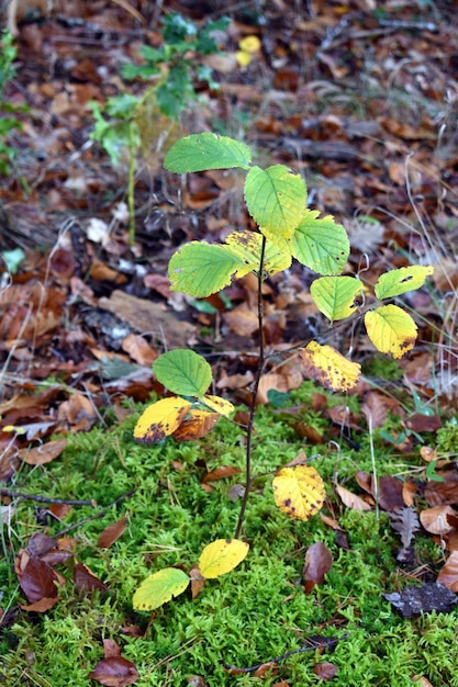 A young whitebeam (Sorbus aria) plant grows in a beech forest