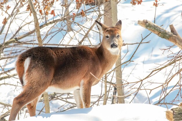 Giovane cervo dalla coda bianca in piedi ai margini dei boschi di neve in inverno paesaggio selvaggio