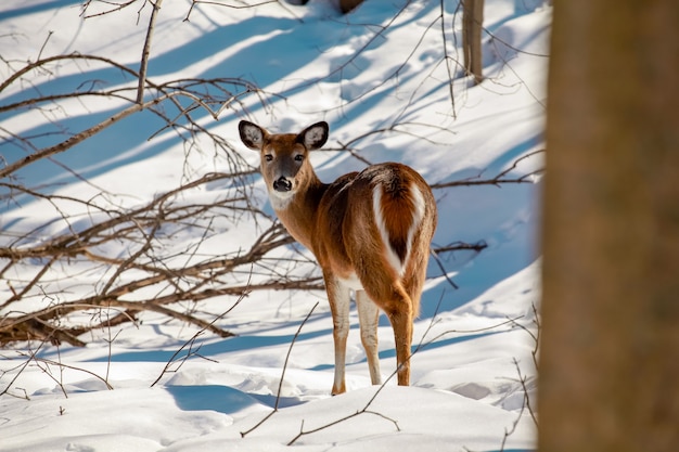 Молодой белохвостый олень, стоящий на краю снежного леса на зимнем диком ландшафте