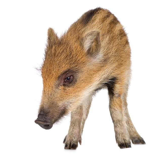 Young wild boar in front of a white background