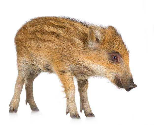 Young wild boar in front of a white background