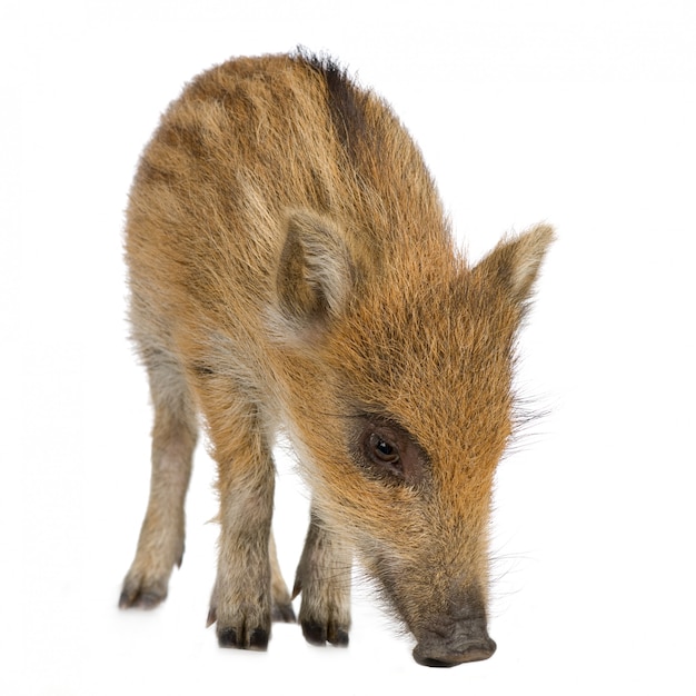 Young wild boar in front of a white background