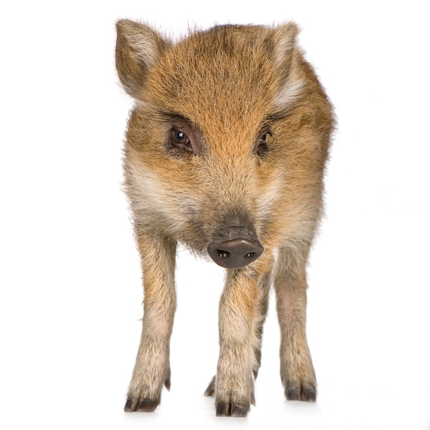 Young wild boar in front of a white background