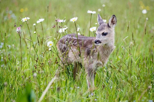 Young wild roe deer in grass Capreolus capreolus New born roe deer wild spring nature