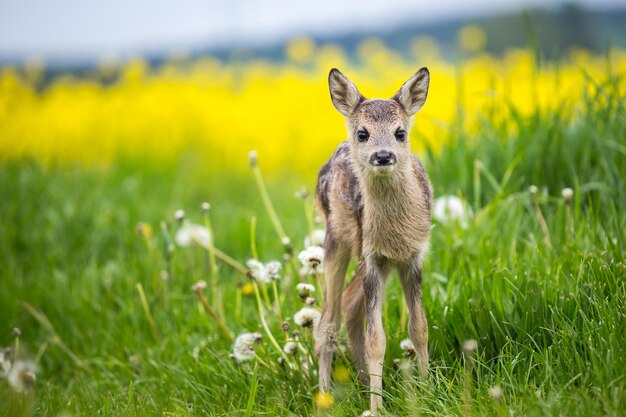 Young wild roe deer in grass Capreolus capreolus New born roe deer wild spring nature