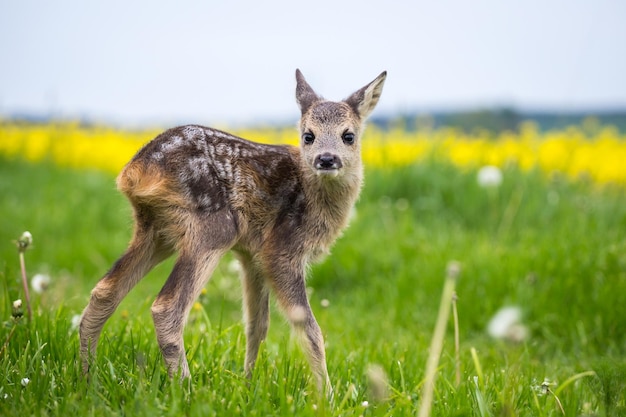 草の中の若い野生のノロジカCapreoluscapreolus生まれたばかりのノロジカ野生の春の自然