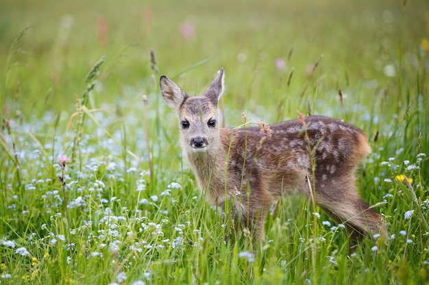 Young wild roe deer in grass Capreolus capreolus New born roe deer wild spring nature