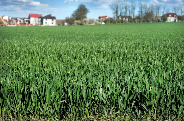 Young winter wheat close up and the village on the horizon and sky