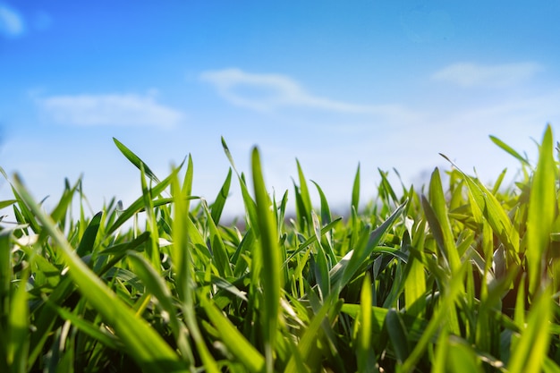 Молодая озимая пшеница в поле против голубого неба. Зеленая трава под солнцем в начале весны.
