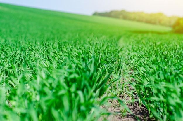 Young winter wheat grows in a field in even rows Bottom view