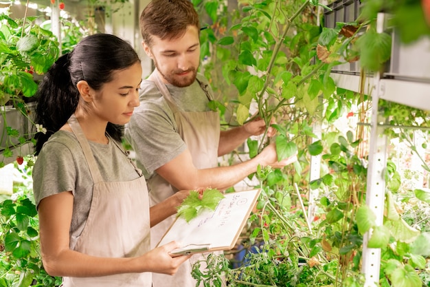 Young woman in apron measuring leaf for plant selection with colleague in greenhouse