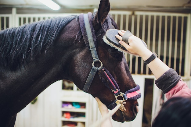 Young woman caressing and grooming black horse.