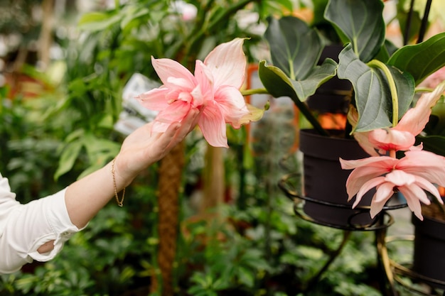 若い女性はフラワーショップで屋内植物を選択します