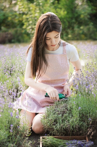 Giovane donna che taglia i mazzi di lavanda