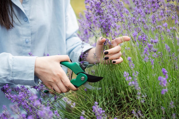 Giovane donna che taglia i mazzi di lavanda