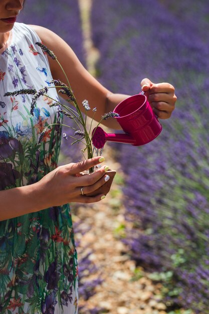 Young woman in a dress stands in the middle of a lavender field watering a watering potted plant