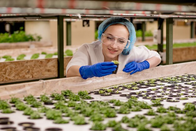 Young woman farmer scientist analyzes and studies research on organic, hydroponic vegetable plots - Caucasian woman observes about growing organic vegetables and health food.