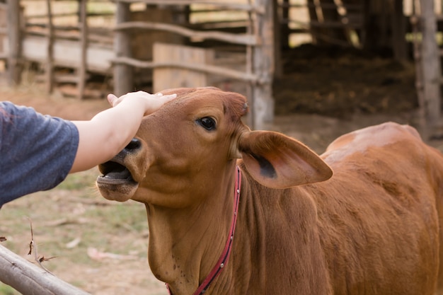 若い女性の農場で牛舎で牧草地で牛を供給