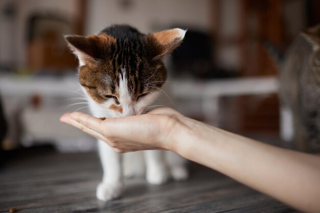 若い女性は手から彼女の素敵な猫を養います魅力的な家族のペットと人々の世話