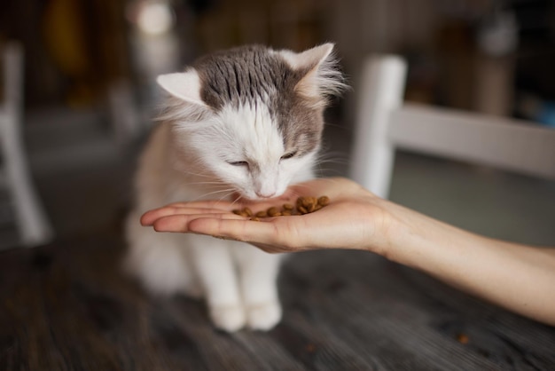 Young woman feeds her lovely cat from hands charming family pets and peoples tendance them