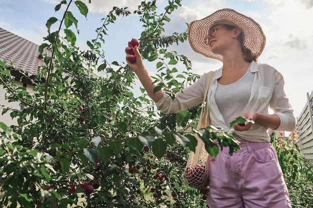 Young woman gardener picking plums in string eco mesh bag in her family backyard garden