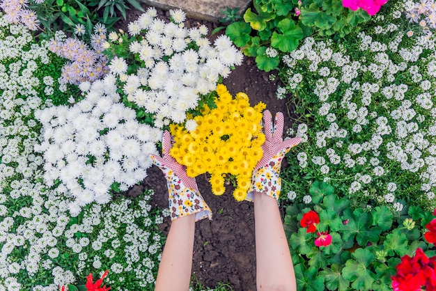 젊은 여자 정원사는 정원에서 꽃을 심기. 사람, 원예, 꽃 심기, 취미 개념