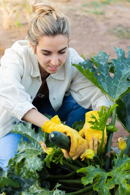 Young woman gardener taking fresh zucchini from the plant with yellow gloves on
