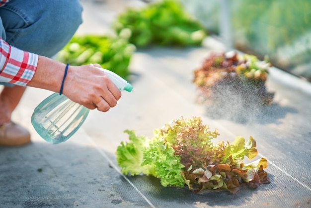 Young woman gardener working in greenhouse with lettuce