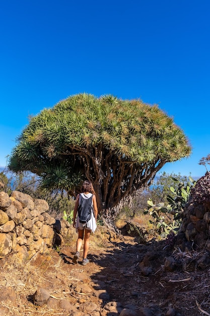 Молодая женщина в гигантском драконовом дереве на тропе Лас-Трисиас Гарафия.