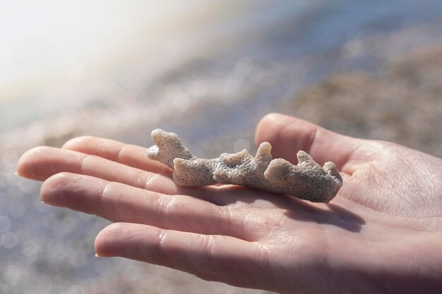 Giovane donna mano che tiene corallo bianco roccia fossile mare rosso spiaggia sole luci cambiamento climatico inquinamento