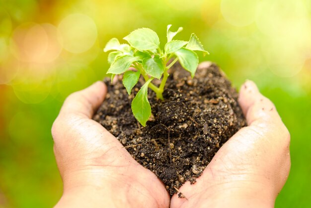 Young woman hands holding young plant.