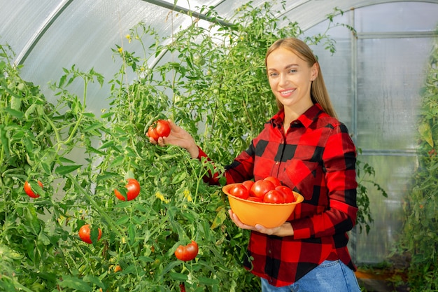 Young woman harvesting tomatoes at an organic farm