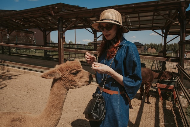 Young woman in a hat feeding an alpaca on a farm