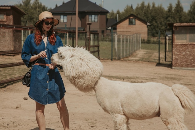 Young woman in a hat feeding an alpaca on a farm