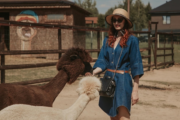 Young woman in a hat feeding an alpaca on a farm