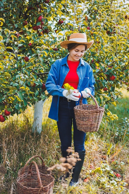 帽子をかぶった若い女性が庭で働き、熟した赤いリンゴを集めます 庭のリンゴの秋の収穫