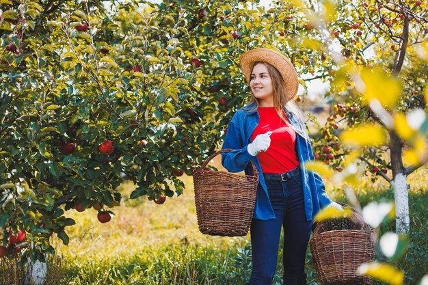 A young woman in a hat works in the garden and collects ripe\
red apples autumn harvest of apples in the garden