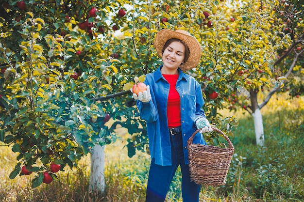 A young woman in a hat works in the garden and collects ripe\
red apples autumn harvest of apples in the garden