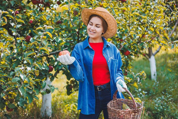 A young woman in a hat works in the garden and collects ripe\
red apples autumn harvest of apples in the garden